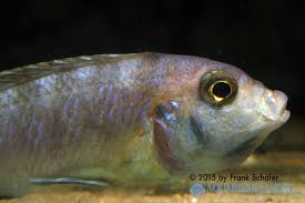Risultati immagini per cynotilapia pulpican