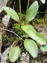 Attēlu rezultāti vaicājumam “Swertia perennis leaf”