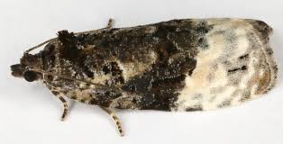 Attēlu rezultāti vaicājumam “Apotomis betuletana”