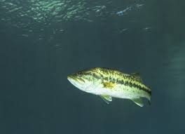 Image result for Micropterus salmoides