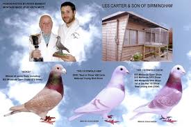 Image result for Abbeyton & Broomfield Racing Pigeons