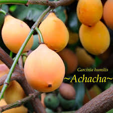 Attēlu rezultāti vaicājumam “Betula humilis fruit”