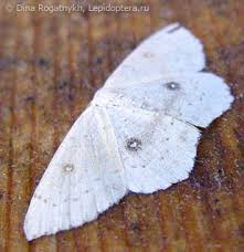 Attēlu rezultāti vaicājumam “Cyclophora pendularia”