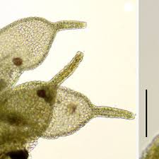 Attēlu rezultāti vaicājumam “Jungermannia hyalina cells”