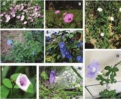 Attēlu rezultāti vaicājumam “Convolvulaceae”