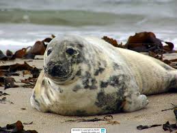 Image result for Halichoerus grypus