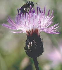 Attēlu rezultāti vaicājumam “Centaurea stoebe fruit”