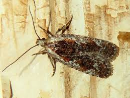 Attēlu rezultāti vaicājumam “Agonopterix hypericella”