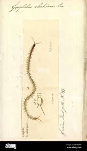 Attēlu rezultāti vaicājumam “Geophilidae”