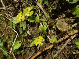 Attēlu rezultāti vaicājumam “Chrysosplenium alternifolium”