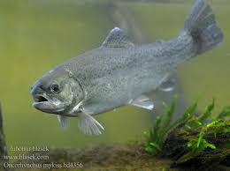 Image result for Oncorhynchus mykiss