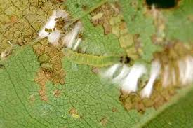 Attēlu rezultāti vaicājumam “Eulia ministrana”