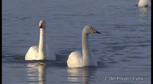 Image result for Cygnus cygnus