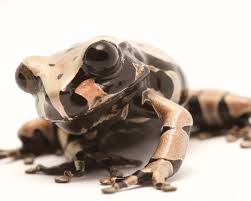 Attēlu rezultāti vaicājumam “Epirhoe tristata”