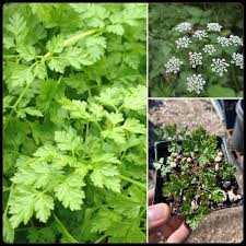 Image result for Anthriscus cerefolium