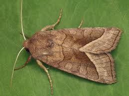 Attēlu rezultāti vaicājumam “Hydraecia micacea”