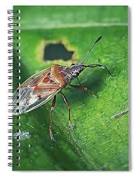 Attēlu rezultāti vaicājumam “Kleidocerys resedae”