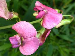 Attēlu rezultāti vaicājumam “Lathyrus sylvestris flower”