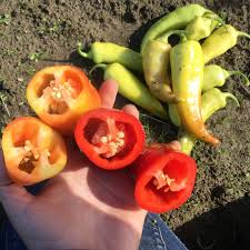 Afbeeldingsresultaat voor hungarian sweet apple sweet pepper