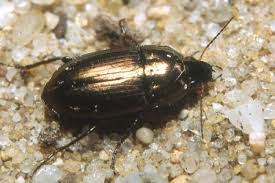 Attēlu rezultāti vaicājumam “Amara sp.”