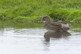 Attēlu rezultāti vaicājumam “Anas strepera female”