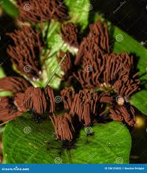 Attēlu rezultāti vaicājumam “Stemonitis splendens”