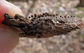 Attēlu rezultāti vaicājumam “Comatricha meandrispora spores”