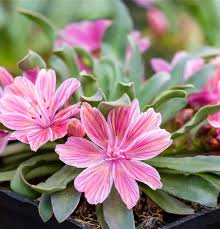 Image result for Bitterwurz