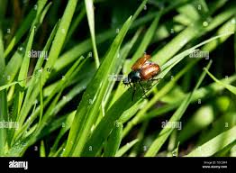Attēlu rezultāti vaicājumam “Phyllopertha horticola imago”