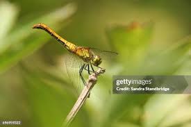 Attēlu rezultāti vaicājumam “Sympetrum sanguineum female”