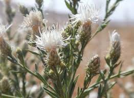 Attēlu rezultāti vaicājumam “Centaurea stoebe bud”