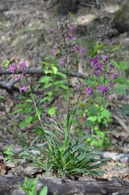 Attēlu rezultāti vaicājumam “Silene viscaria”