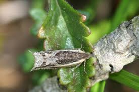 Attēlu rezultāti vaicājumam “Ancylis apicella”