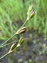 Attēlu rezultāti vaicājumam “Juncus bufonius bud”