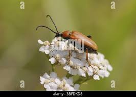 Attēlu rezultāti vaicājumam “Leptura rubra female”