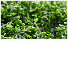 Attēlu rezultāti vaicājumam “Riccardia incurvata”