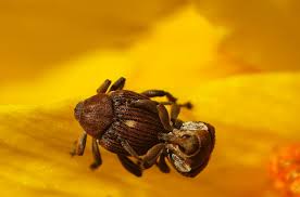 Attēlu rezultāti vaicājumam “Mononychus punctumalbum”