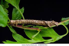 Attēlu rezultāti vaicājumam “Crocallis elinguaria”