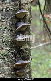 Attēlu rezultāti vaicājumam “Phellinus nigricans”