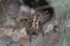 Attēlu rezultāti vaicājumam “Agelena labyrinthica”