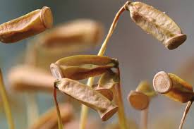 Attēlu rezultāti vaicājumam “Plagiothecium latebricola macro”