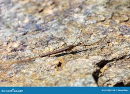 Attēlu rezultāti vaicājumam “Ranatra linearis”