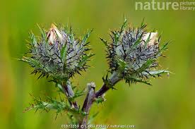 Attēlu rezultāti vaicājumam “Carlina vulgaris”