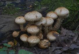 Attēlu rezultāti vaicājumam “Pholiota heteroclita”