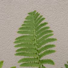 Attēlu rezultāti vaicājumam “Matteuccia struthiopteris”