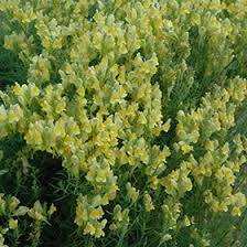 Image result for Linaria vulgaris