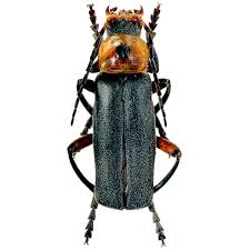 Attēlu rezultāti vaicājumam “Cantharidae”