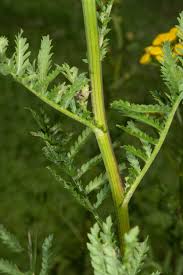 Attēlu rezultāti vaicājumam “Tanacetum vulgare leaf”