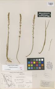 Attēlu rezultāti vaicājumam “Triglochin maritimum”