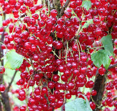Bildergebnis für rote johannisbeeren